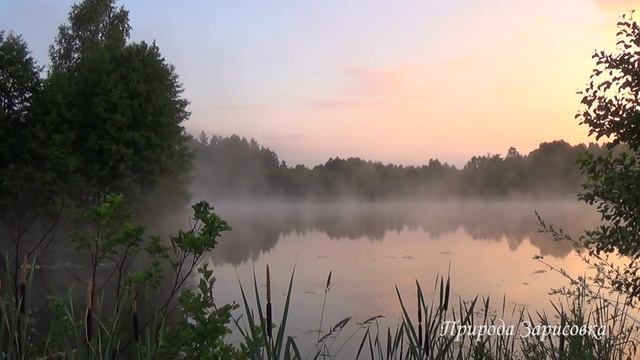 Туман Утром на Озере с Красивой Природой и Звуками Природы для Релакса  и Медитации ~ ?