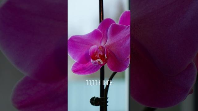 Секреты выращивания орхидей в домашних условиях, своими руками