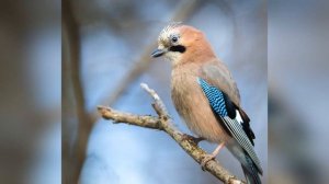 Кто живет в лесу - сойка