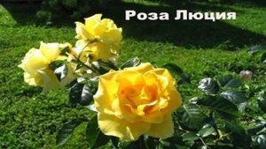 САМЫЕ НЕ КАПРИЗНЫЕ РОЗЫ ДЛЯ НАЧИНАЮЩИХ САДОВОДОВ!