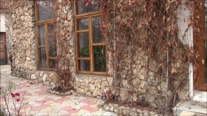 Виноград девичий Осенняя обрезка