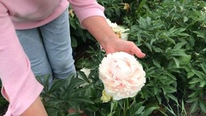 Solange peony. Соланж пион. Пулков сад