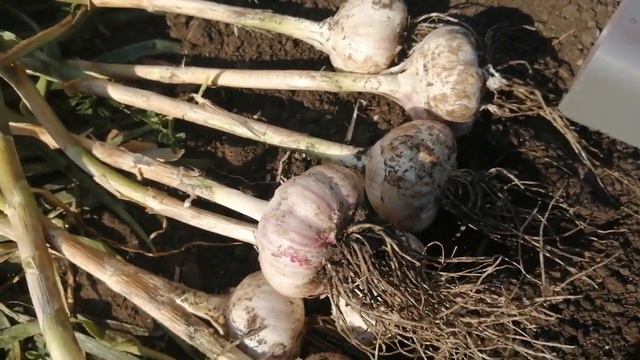 Эти овощи лучше убрать пораньше чем опоздать. смотреть онлайн