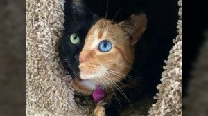 Топ 10 самых красивых котиков в мире?