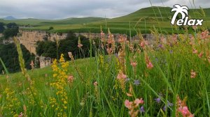 Walk among the Grass on Mountain Peaks and Sounds of Mountain Nature