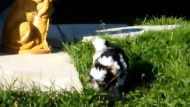 Щенки бивера.Рашен Голд Джокер Покер Бис www.rusigold.ucoz.ru смотреть онлайн