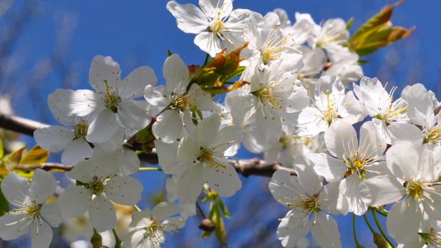 Shakepeare's Sonnet 63 смотреть онлайн