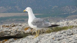 Чайка хохотунья. Взрослая птица ( Larus cachinnans )