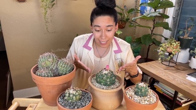How to Care for Cactus Coryphantha смотреть онлайн