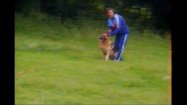 Питомник немецких овчарок Киевская Дубрава. 1994 год смотреть онлайн