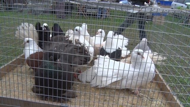 Птичий рынок. Ленинградская. Часть 1. [11.04.2021] смотреть онлайн