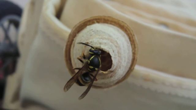 Осиное гнездо. смотреть онлайн