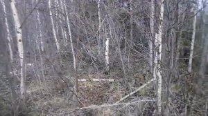 Мой мотоблок трудяга Вейма 1100 ВЕ.Побитый за 10 лет жизни бездорожьем по лесам и полям .