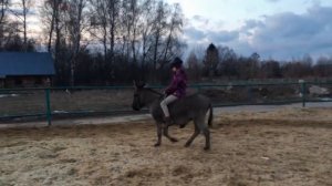 Верховая езда на осле (ШВЕ Династия)