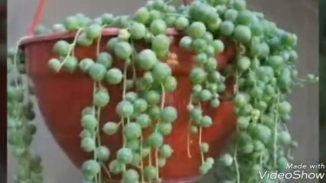 Самые красивые комнатные растения.#комнатнаярастения