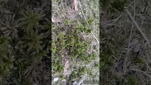 Мхи/все о моховидных растениях/биология 7класс моховидные растения