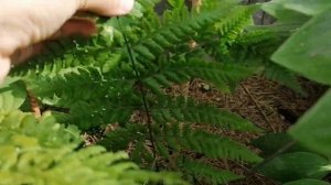 Папоротники в нашем саду- такие разные сорта. Июнь 2023