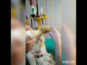 Зоопарикмахерская