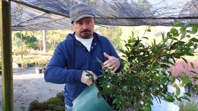 How to grow Winter's Snowman Ice Angels® Camellia with a detailed description смотреть онлайн