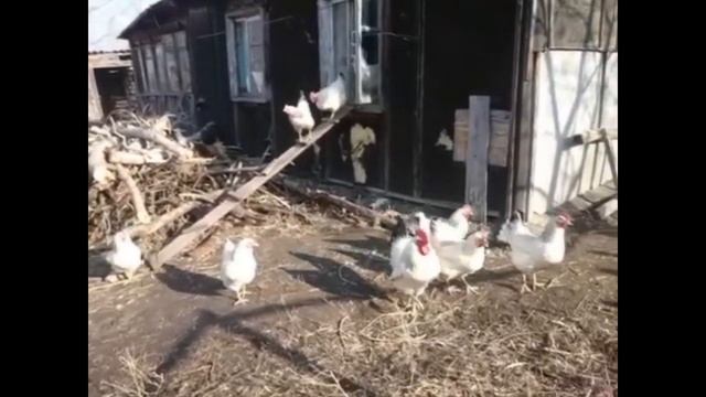 Адлерская серебристая порода кур. Куры выходят утром из курятника. смотреть онлайн