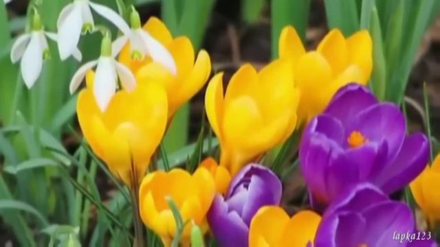 Весеннее пробуждение природы смотреть онлайн