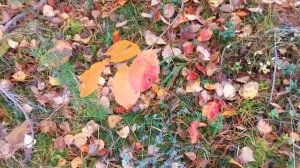 Прогулка в лесу.