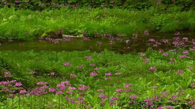 Преподобный Иосиф Исихаст Вместо предисловия Православие. Богопознание по трудам святых смотреть онлайн