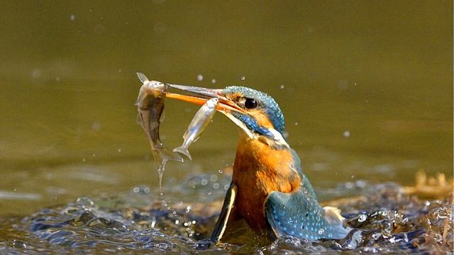 У каждой пташки свои замашки: любопытно о птицах смотреть онлайн