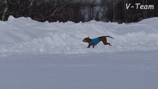 Тайский риджбек. Alv Beyla Iz Lf (К) - Nellirel Jeanne Little Queen (С). МЗ - 2018. смотреть онлайн