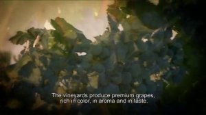 Recanati Wines from Israel