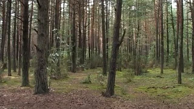 Солигорск. СТК. День работников лесного хозяйства смотреть онлайн