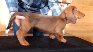 такса длинношерстная