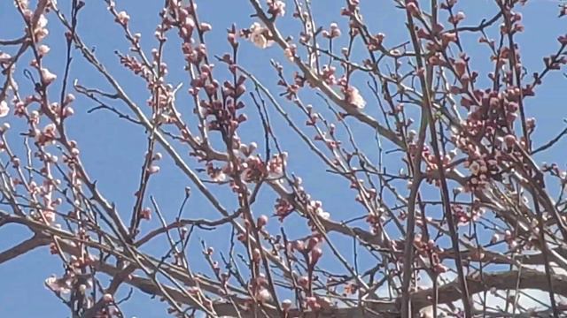 В ЕВПАТОРИИ ЗАЦВЕТАЕТ ВСЕ!!! КРАСОТА! 04.04.2022 смотреть онлайн