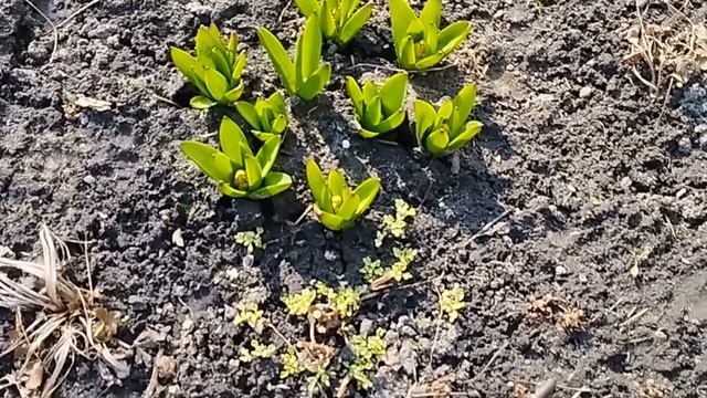 Обзор дачи 21.03.23г. Что нужно сделать в первую очередь в марте. смотреть онлайн