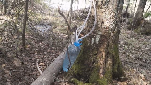 Сбор березового сока.Система Айболит.Периметр 2 смотреть онлайн