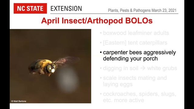 PPP March 2021 | Ornamental Plants for Phytophthora-infested Landscapes смотреть онлайн