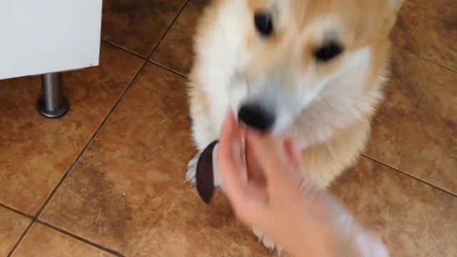 Новенький петух в курятнике, пугающие игры маленьких корги/ 22 мая 2016 (64) смотреть онлайн