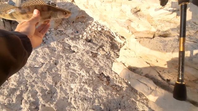 Вся рыба у берега! Сумасшедшая рыбалка на спиннинг в Камском Устье
