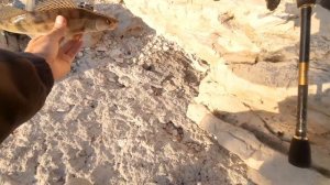 Вся рыба у берега! Сумасшедшая рыбалка на спиннинг в Камском Устье