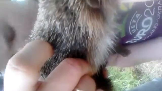 У ЕЖИКА БЛОХИ НО МЫ ЕГО СПАСЛИ!! смотреть онлайн