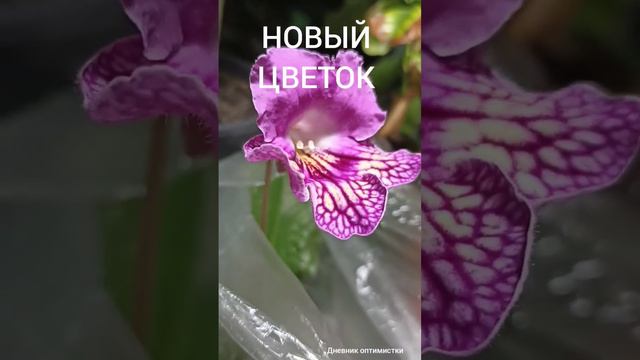 НОВЫЙ ЦВЕТОК СТРЕПТОКАРПУС  #дневникоптимистки