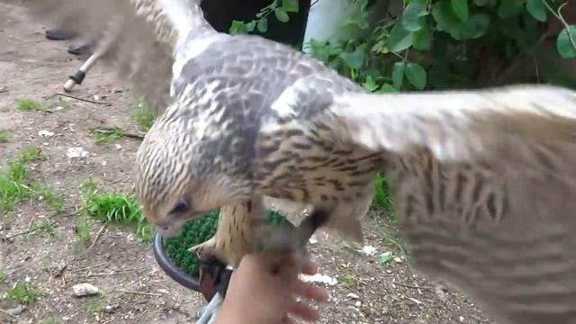 Когда внешность бывает обманчива. Птенцы ястреба и сокола. Очень мило