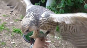 Когда внешность бывает обманчива. Птенцы ястреба и сокола. Очень мило