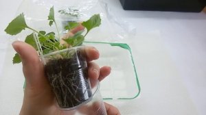 Кампанула с нуля шаг 2 РАСТИМ ЧЕРЕНКИ