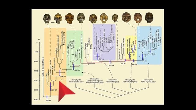 Ghost Denisovan Fossils Discovered Over 100 Years Ago in Java? смотреть онлайн