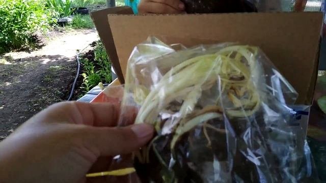 (75) ПОСЫЛКА из Ялты Лилейники ОСТРОВ ЦВЕТОВ