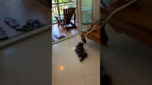 ริบบิ้นกับต้นหอมเที่ยวพัทยาคะ | Bella Villa Cabana Pattaya ที่พักน้องหมาพักได้ด้วย