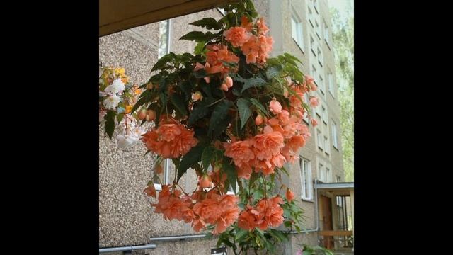 Бегония - клубневая, за что люблю и выбираю этот вид!