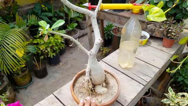 Adenium Obesum Flowering | Adenium Plant Bonsai | Adenium Flowering Season | Desert rose Care смотреть онлайн