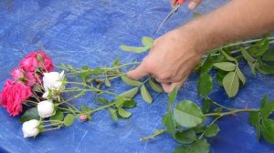 Как правильно черенковать розу?